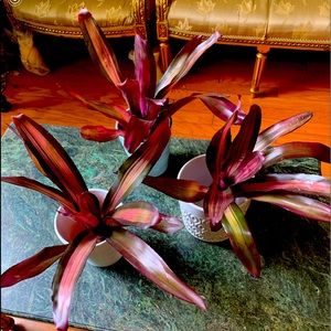 Bromelias for SALE